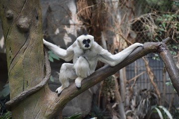 Monkey sitting on a branch