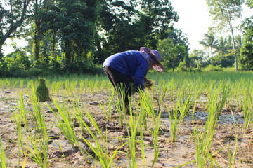 Farmers planted seedlings of jasmine rice on muddy soil, photographed blurry