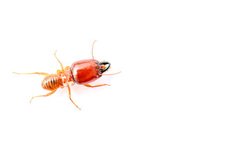 Termite soldiers on a white background