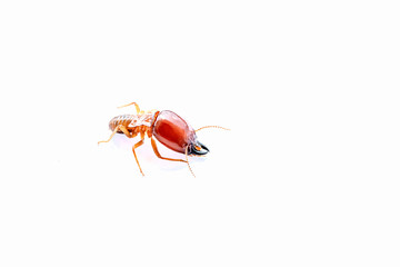 Termite soldiers on a white background