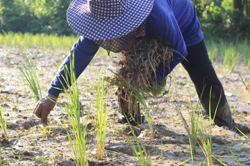 Farmers planted seedlings of jasmine rice on muddy soil, photographed blurry