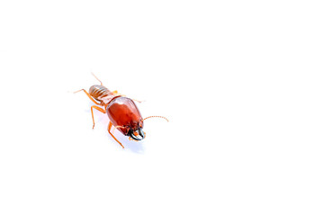 Termite soldiers on a white background