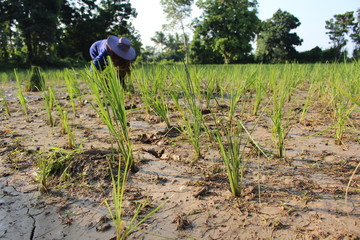 Farmers planted seedlings of jasmine rice on muddy soil, photographed blurry