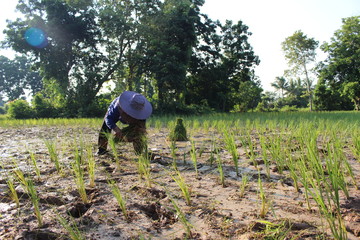 Farmers planted seedlings of jasmine rice on muddy soil, photographed blurry