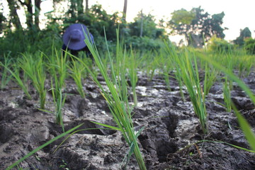 Farmers planted seedlings of jasmine rice on muddy soil, photographed blurry