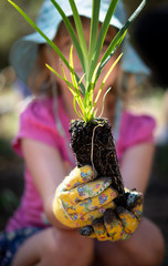 Planting tube stock, bush regeneration