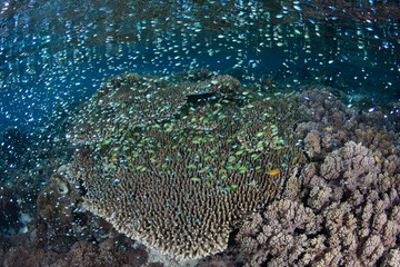 Colorful damselfish hover over a beautiful coral reef near Alor, Indonesia. This region receives strong currents which bring planktonic food to the vibrant fish and corals that live here.