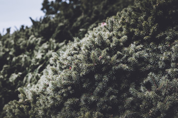 Beautiful blooming green flora in garden, summer background