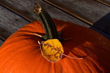 Pumpkin and autumn leaves