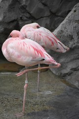 Two Pink flamingos at the zoo