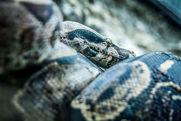 Snake
