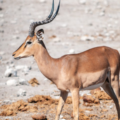 Closeup of an Impala - Aepyceros melampus- grazing on the plains of Etosha National Park, Namibia.