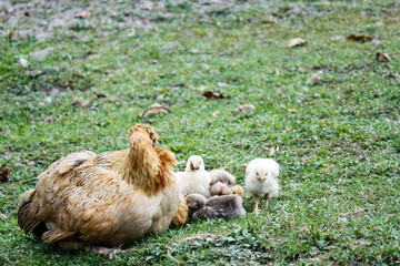 Chicken