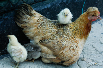 Chicken