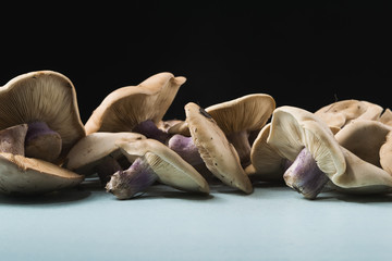 Lepista saeva mushrooms on the table side view close-up