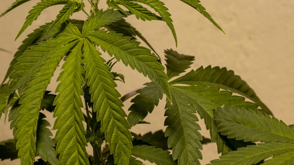 Leaf Cannabis Plant Marijuana Grow Weed In Indoor Sativa