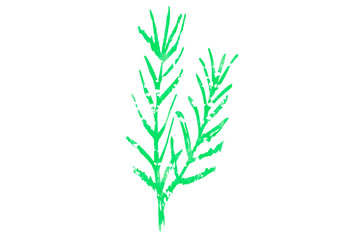 Obraz premium Green branch isolated on white background