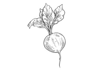 Abstract beet drawing isolated on white background