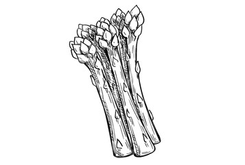 Abstract asparagus sketch background. Vegetable drawing