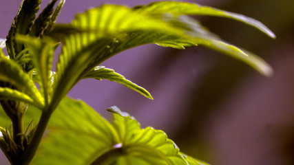 Cannabis Leaf Plant Marijuana Weed Close Up Macro