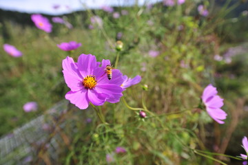 Fototapeta premium Autumn flowers