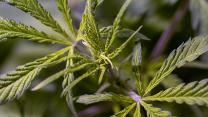 Leaf Cannabis Plant Marijuana Grow Weed In Indoor Sativa