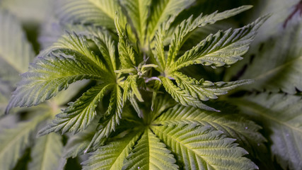 Leaf Cannabis Plant Marijuana Grow Weed In Indoor Sativa