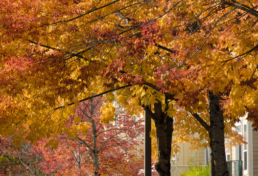 Row of maples and elms with brown and yellow foliage