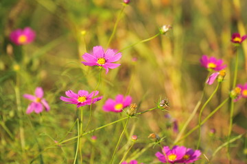 Fototapeta premium Autumn flowers