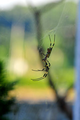 Spider