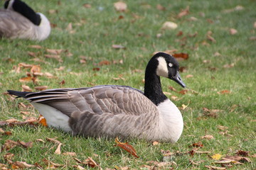 Goose Resting, William Hawrelak Park, Edmonton, Alberta