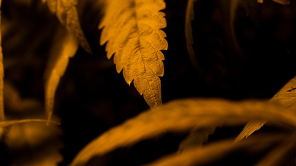 Cannabis weed leaf marijuana macro close up in indoor 