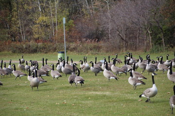 Gathering Of The Geese, William Hawrelak Park, Edmonton, Alberta
