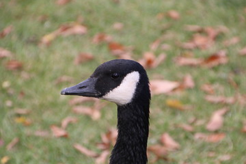 Face Of The Geese, William Hawrelak Park, Edmonton, Alberta