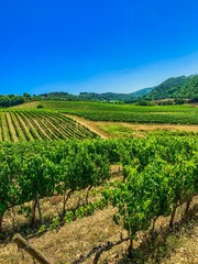 Fototapeta na wymiar Vineyards of Tuscany Italy