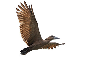 Hamerkop (Scopus umbretta)