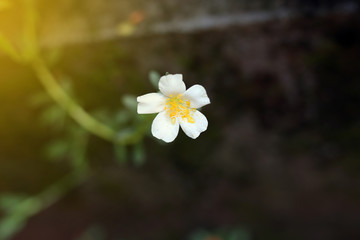 Beautiful single white flower