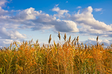 High reed in the autumn against the sky with   clouds