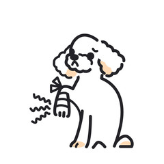 犬　ポーズ　表情　１匹　怪我　トイプードル