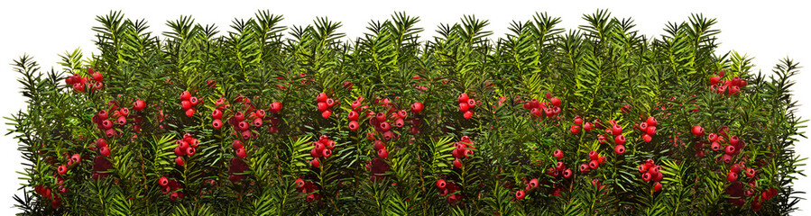 Yew twigs with red berries o white background