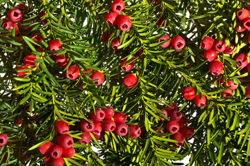 Fototapeta na wymiar Yew twigs with red berries o white background
