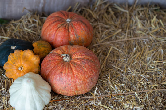 Beautiful pumpkins for Halloween on a haystack close-up