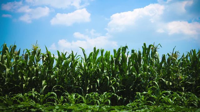 Time lapse Beautiful Green corn field and blue sky with white clouds. Agricultural landscape
