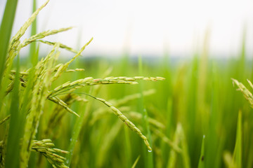 The rice that is going to be yellow soon