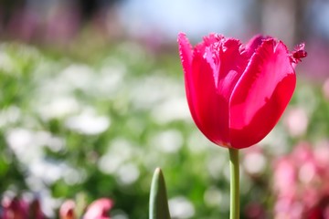 Naklejka premium A close up shot of a beautiful red tulip flower in a garden in sunlight.