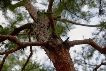 Large coniferous tree. Close-up and branches of a tree trunk on top. Pine branches grow in different directions, view from below. Pine tree against the blue sky.