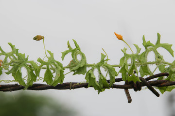 Gourd tree slither along barbed wire