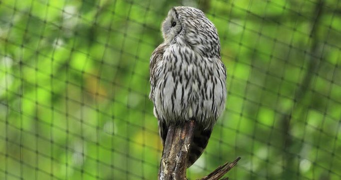 Ural Owl in the tree during the autumn