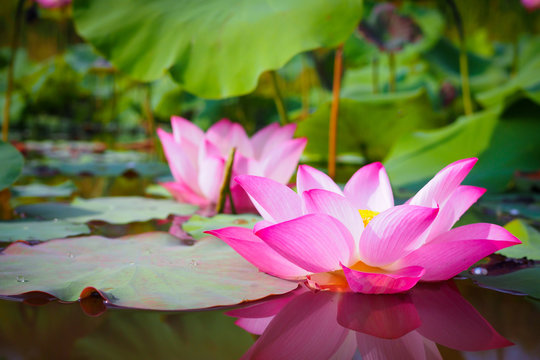 Beautiful pink lotus flower with green leaves in river nature for background
