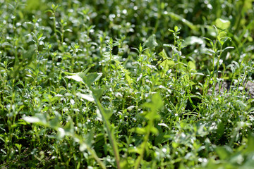 Green grass covered with morning dew in a summer garden. Natural background